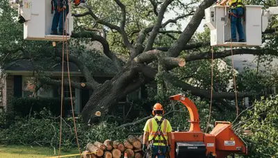 Emergency tree service crew removing storm-damaged tree in Thornton, CO
