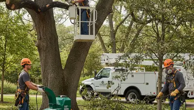 Tree disease treatment in Thornton, CO by Arbor Tree Care crew inspecting diseased trees