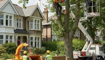 Tree service crew trimming trees in Thornton, CO for safe, professional property care