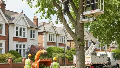Tree service team in Thornton, CO trimming trees for residential property maintenance