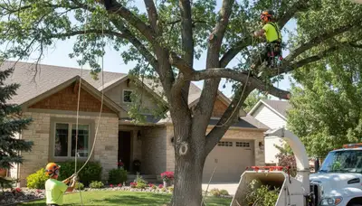 Tree service crew in Thornton, CO trimming trees for safe, professional property maintenance