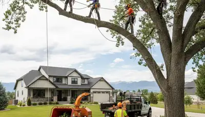 Professional tree trimming service in Thornton, CO for safe, precise residential tree care