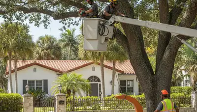 Tree service crew in Thornton, CO performing professional tree trimming and pruning work