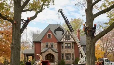 Tree service team trimming trees in Thornton, CO for safe, professional property care