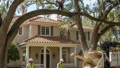 Tree service team trimming trees in Thornton, CO for safe, professional property maintenance