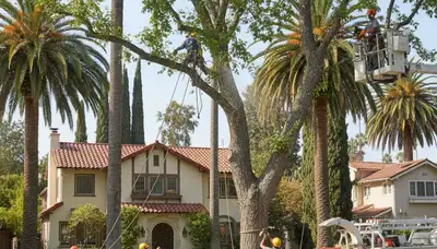 Tree service team in Thornton, CO providing professional tree trimming and maintenance for homes