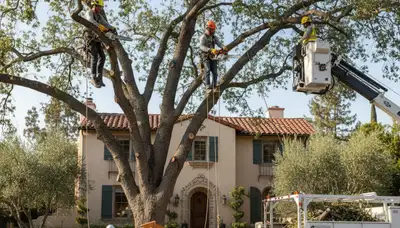 Tree service crew trimming trees in Thornton, CO for safe, professional tree care