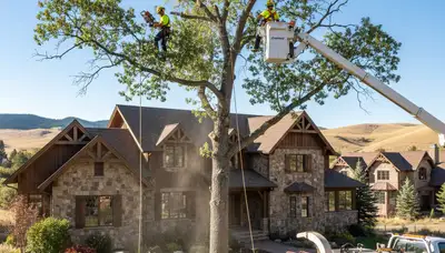 Tree service crew in Thornton, CO trimming a tree for a residential property