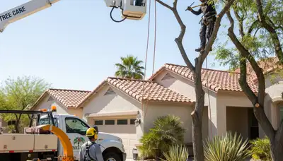 Tree service crew trimming trees in Thornton, CO for safe, professional property maintenance
